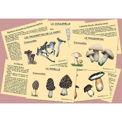 J'apprends à reconnaître les champignons